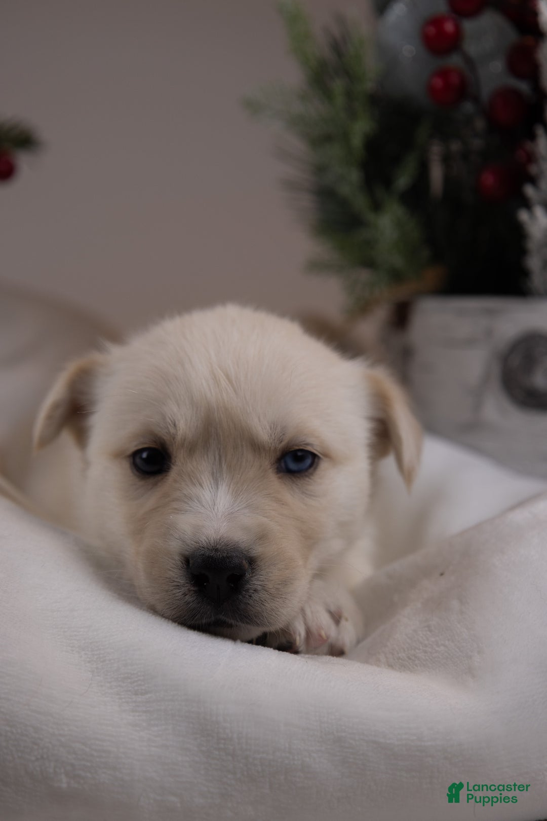 Goberian dogs for sale: Frosty - Ad 4