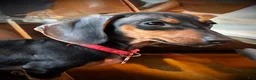 Miniature Dachshund dogs for sale: Miniature Dachshund Puppy 3 - Ad 1