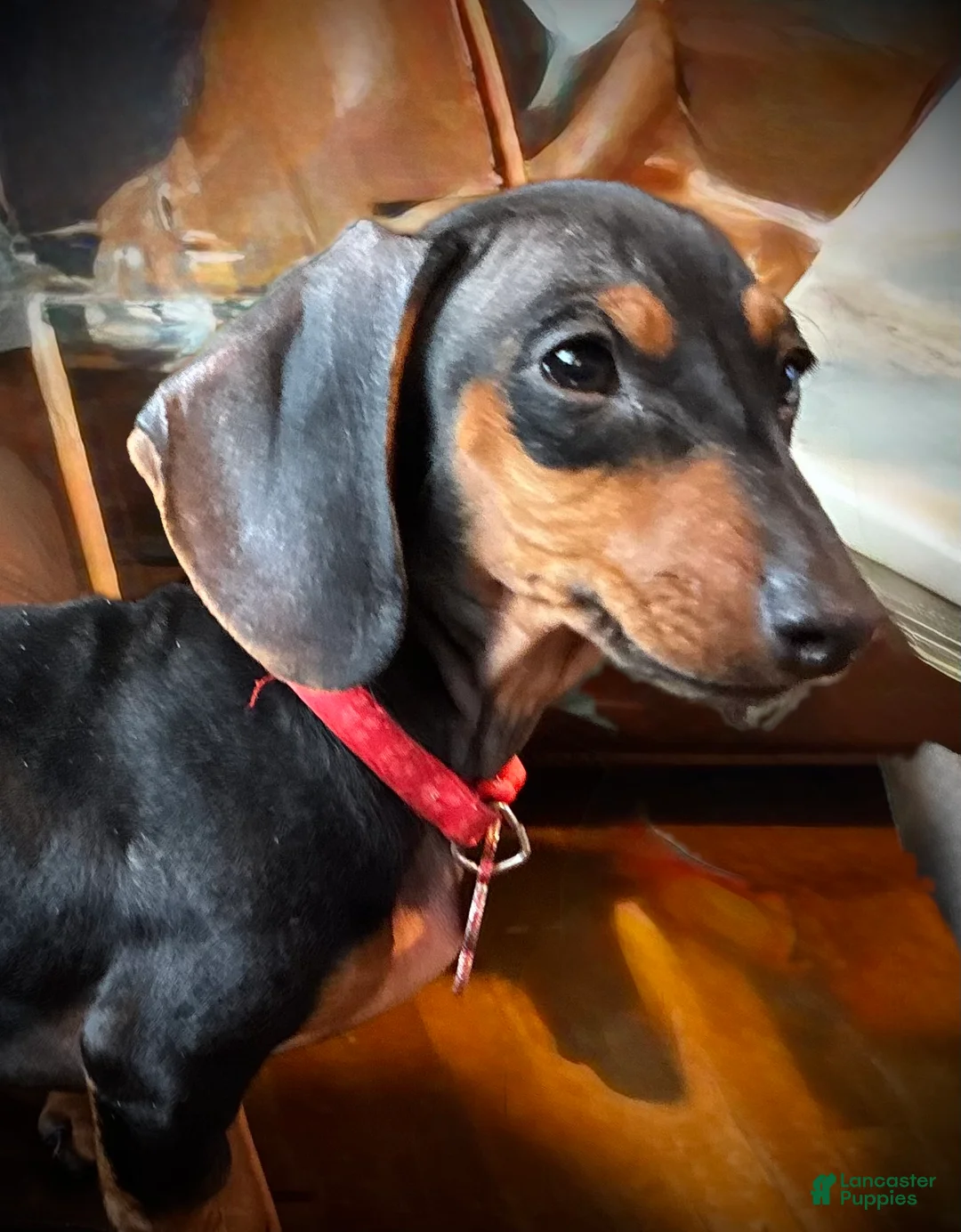 Miniature Dachshund dogs for sale: Miniature Dachshund Puppy 3 - Ad 1