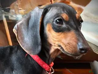 Miniature Dachshund dogs for sale: Miniature Dachshund Puppy 3 - Ad 4
