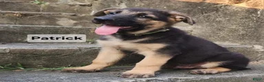 German Shepherd 4