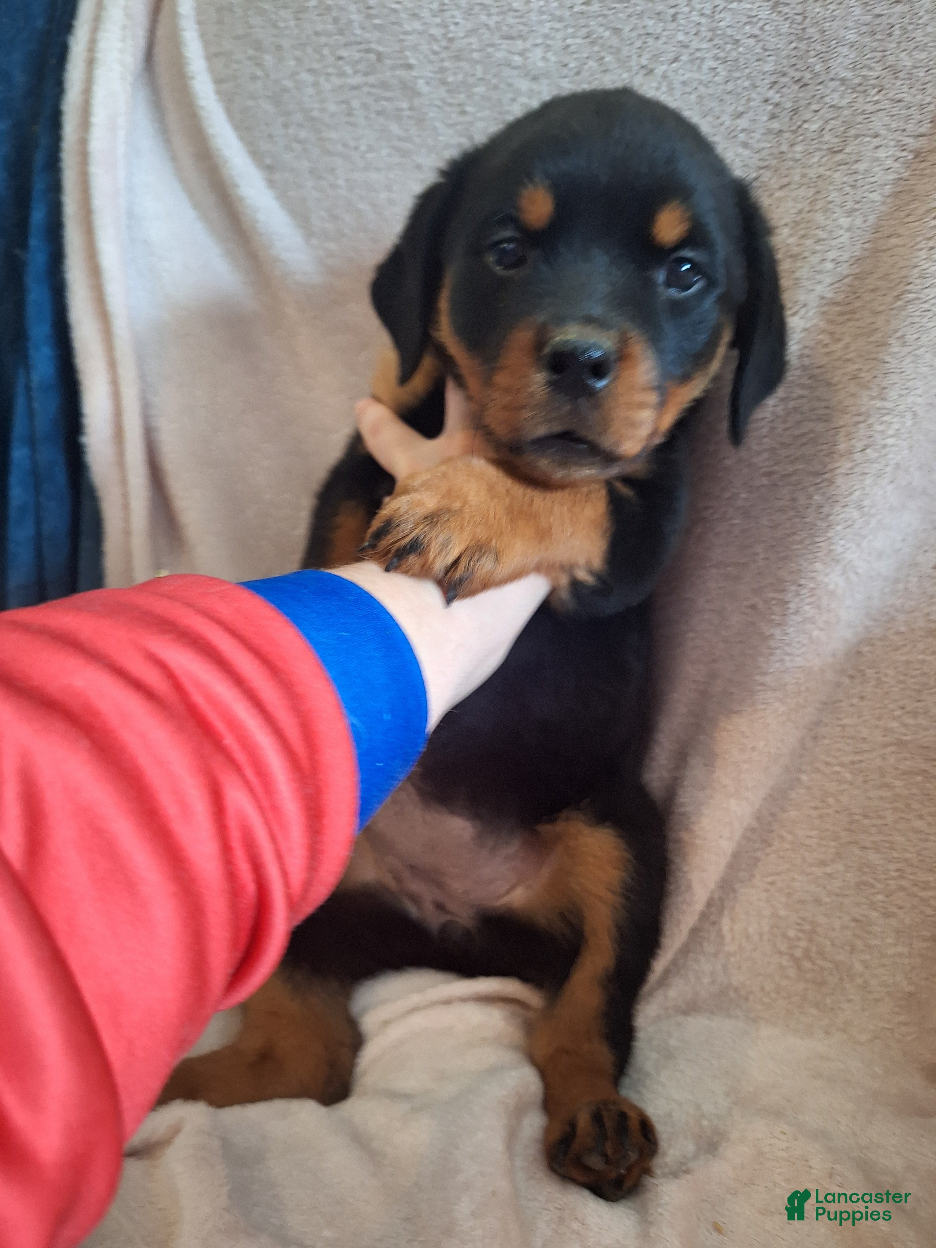 Rottweiler dogs Rottweiler Puppy 6 - Ad 24