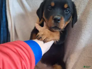 Rottweiler dogs Rottweiler Puppy 6 - Ad 24