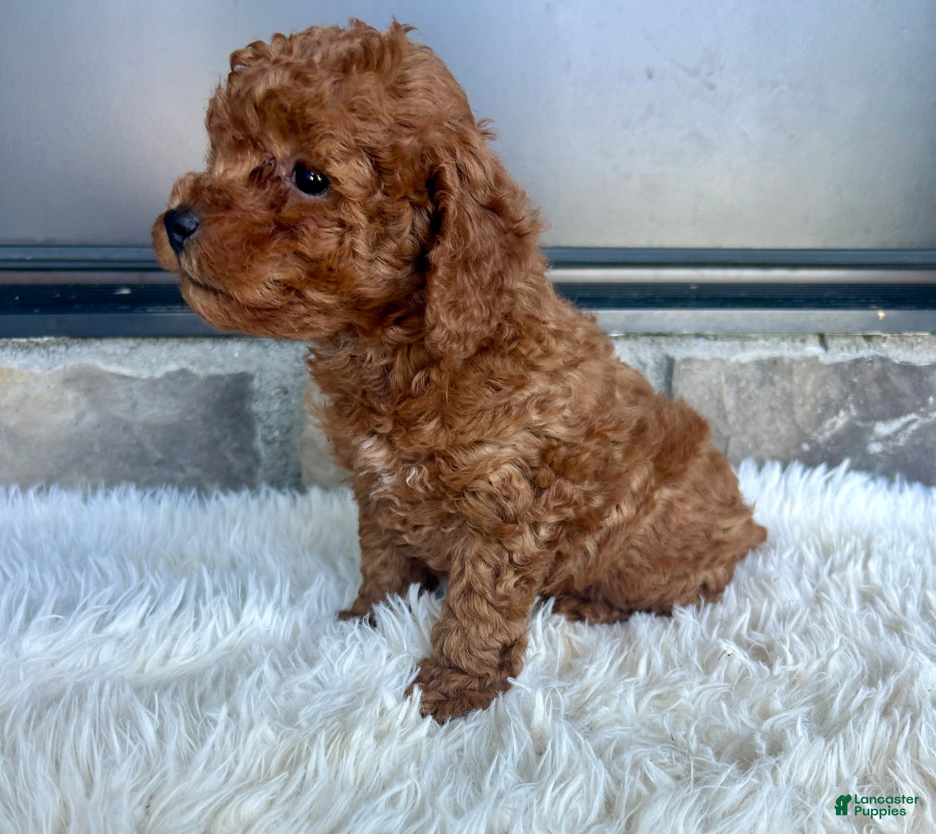Toy Poodle dogs Roscoe - Ad 2
