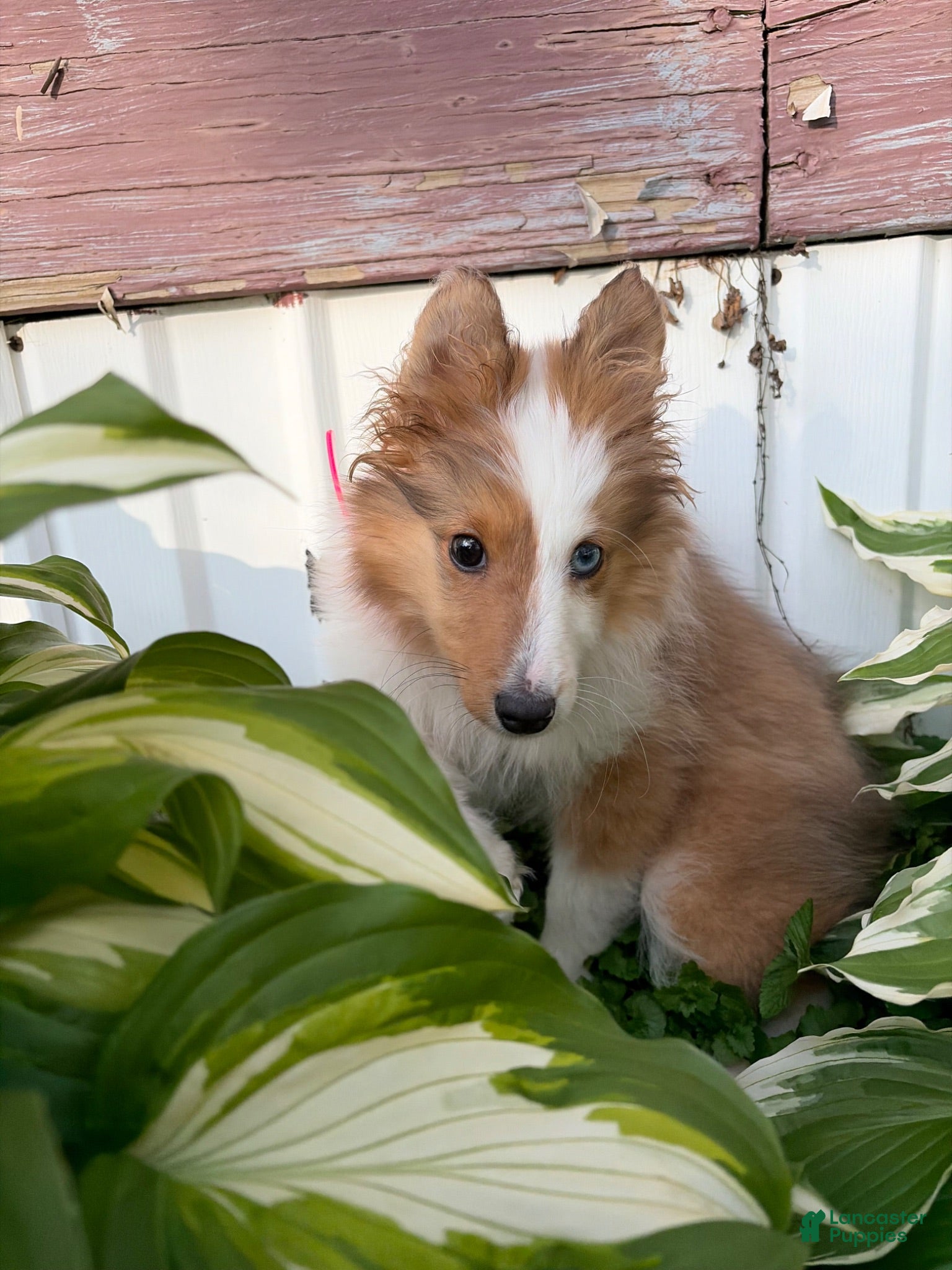 Mixed Breed dogs Gemma - Ad 30