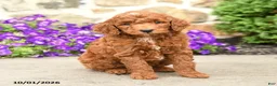 Mini Goldendoodle dogs for sale: Toby  - Ad 1
