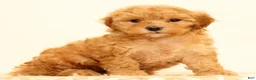 Mini Goldendoodle dogs for sale: Lilly - Ad 4