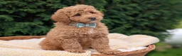 Mini Goldendoodle dogs for sale: Buster - Ad 7