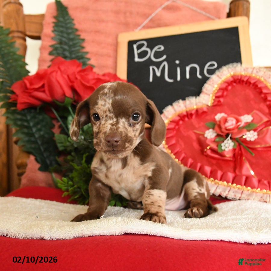 Miniature Dachshund dogs Oscar - Ad 20