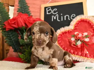 Miniature Dachshund dogs Oscar - Ad 20