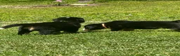 Bernese Mountain Dog dogs for sale: Berner bunch - Ad 3