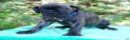 Cane Corso dogs for sale: Slash - Ad 3