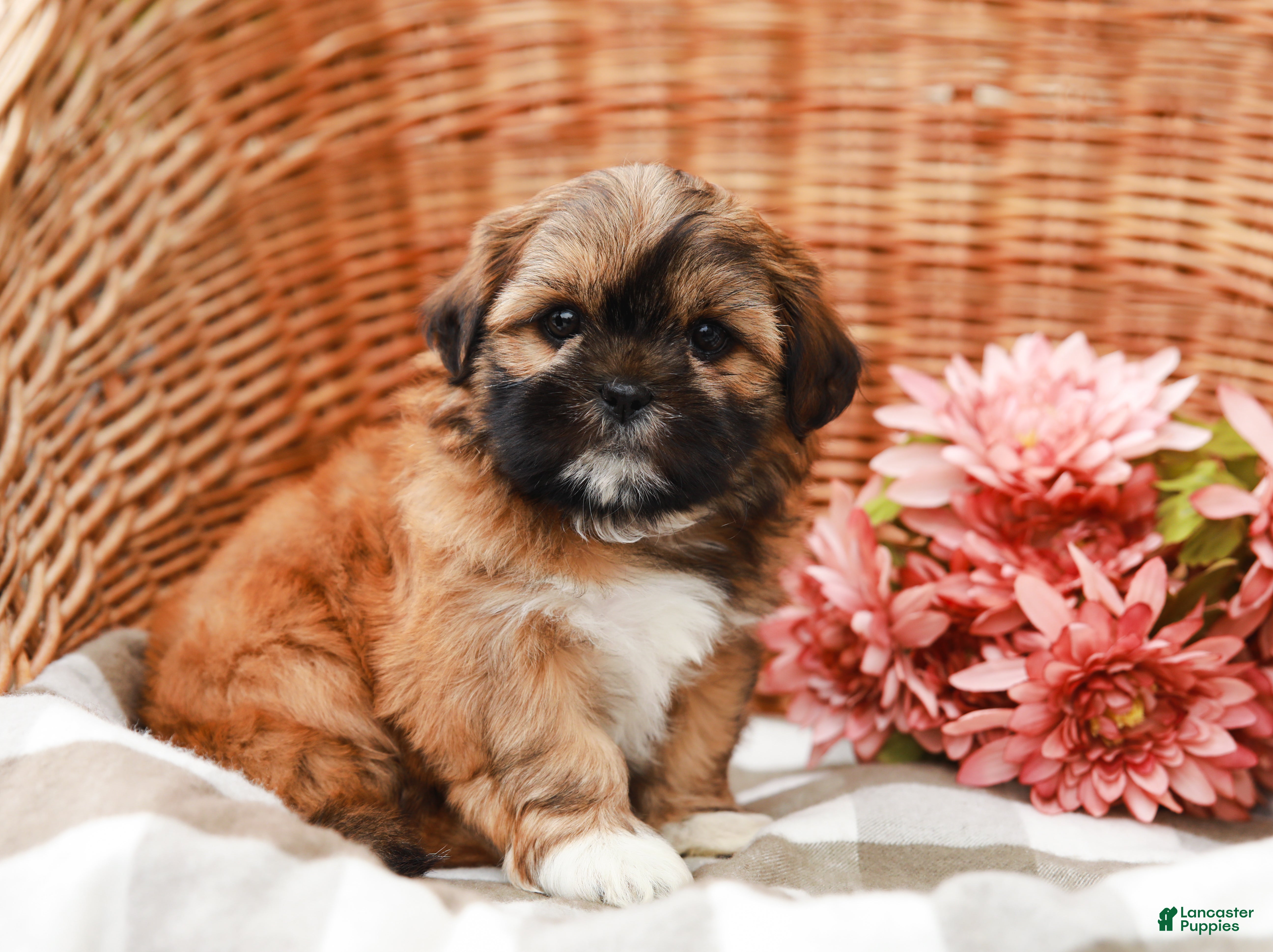 Shih Tzu dogs for sale: Theo - Ad 2