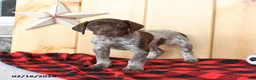 German Shorthaired Pointer dogs for sale: Brody - Ad 4