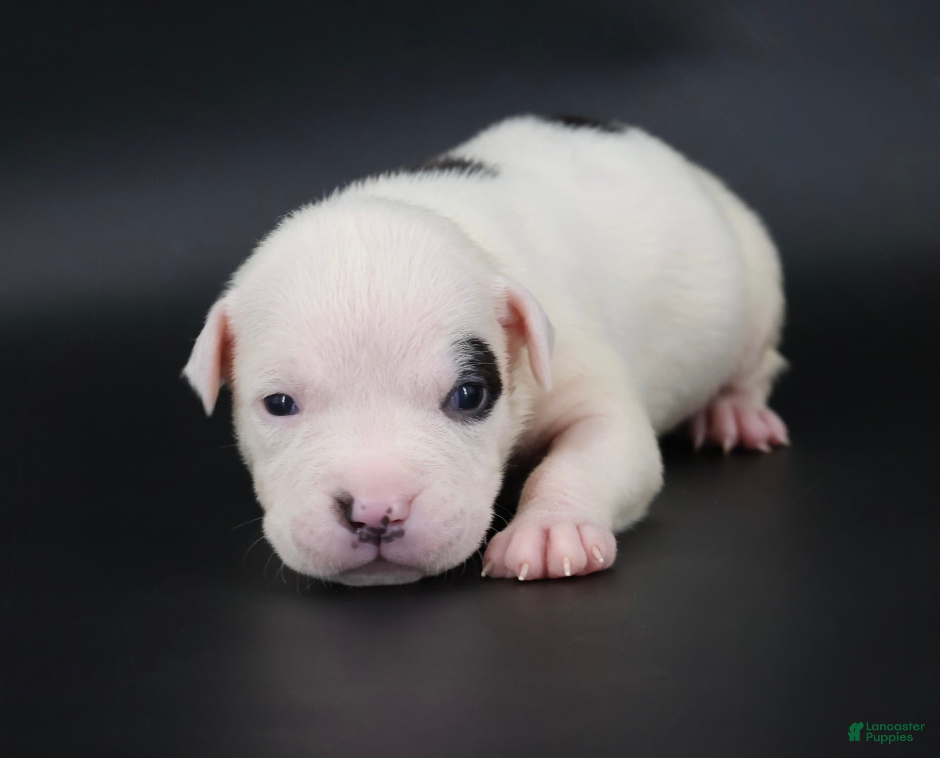 American Bully dogs Helen - XL - ABKC - Ad 1