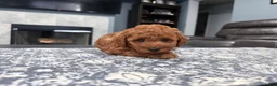 Mini Goldendoodle dogs for sale: Mini Goldendoodle 3 - Ad 9