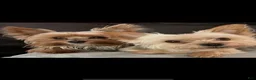 Yorkshire Terrier dogs for sale: Payton - Ad 9