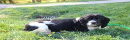 Cocker Spaniel dogs for sale: Asher - Ad 9