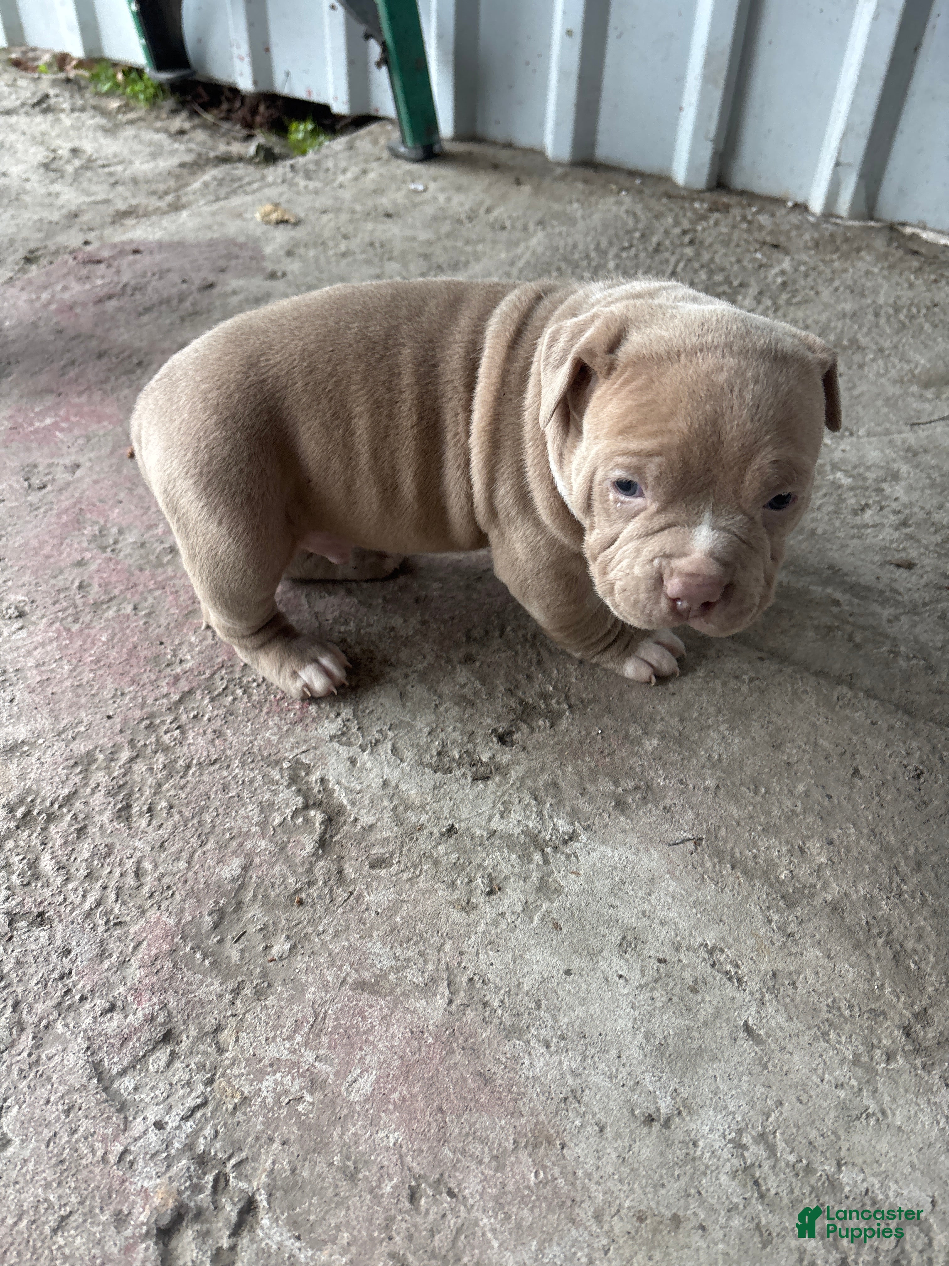 American Pit Bull Terrier dogs American Pit Bull Terrier Puppy 5 - Ad 33