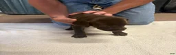 German Shorthaired Pointer dogs for sale: German Shorthaired Pointer female liver 3 - Ad 8