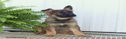 German Shepherd dogs for sale: Tasha - Ad 3