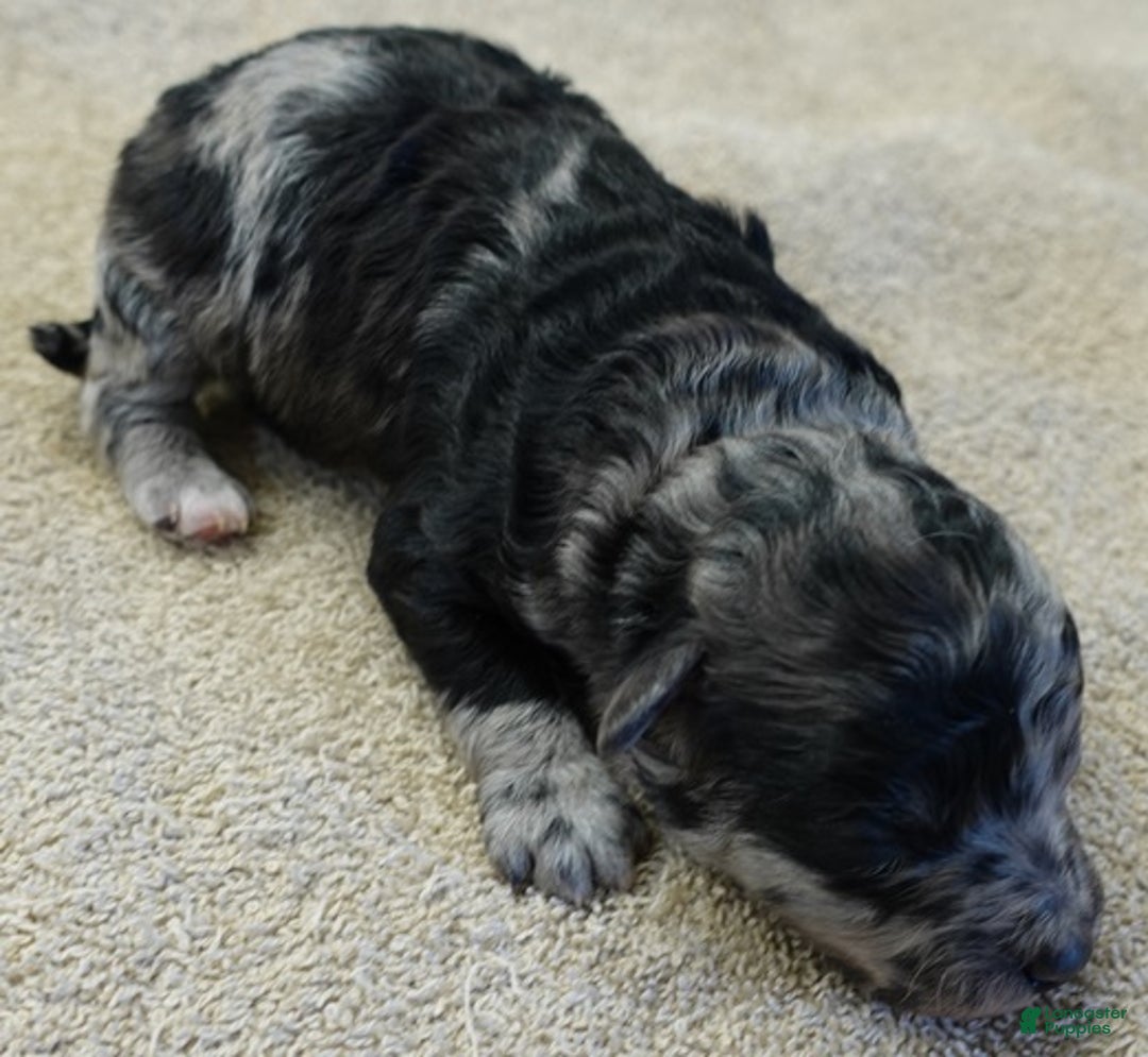 Toy Poodle dogs for sale: Nyx blue merle - Ad 2