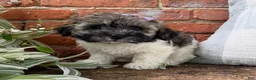 Havapoo dogs for sale: Mocha - Ad 3