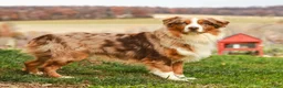 Australian Shepherd dogs for sale: Sandra - Ad 10