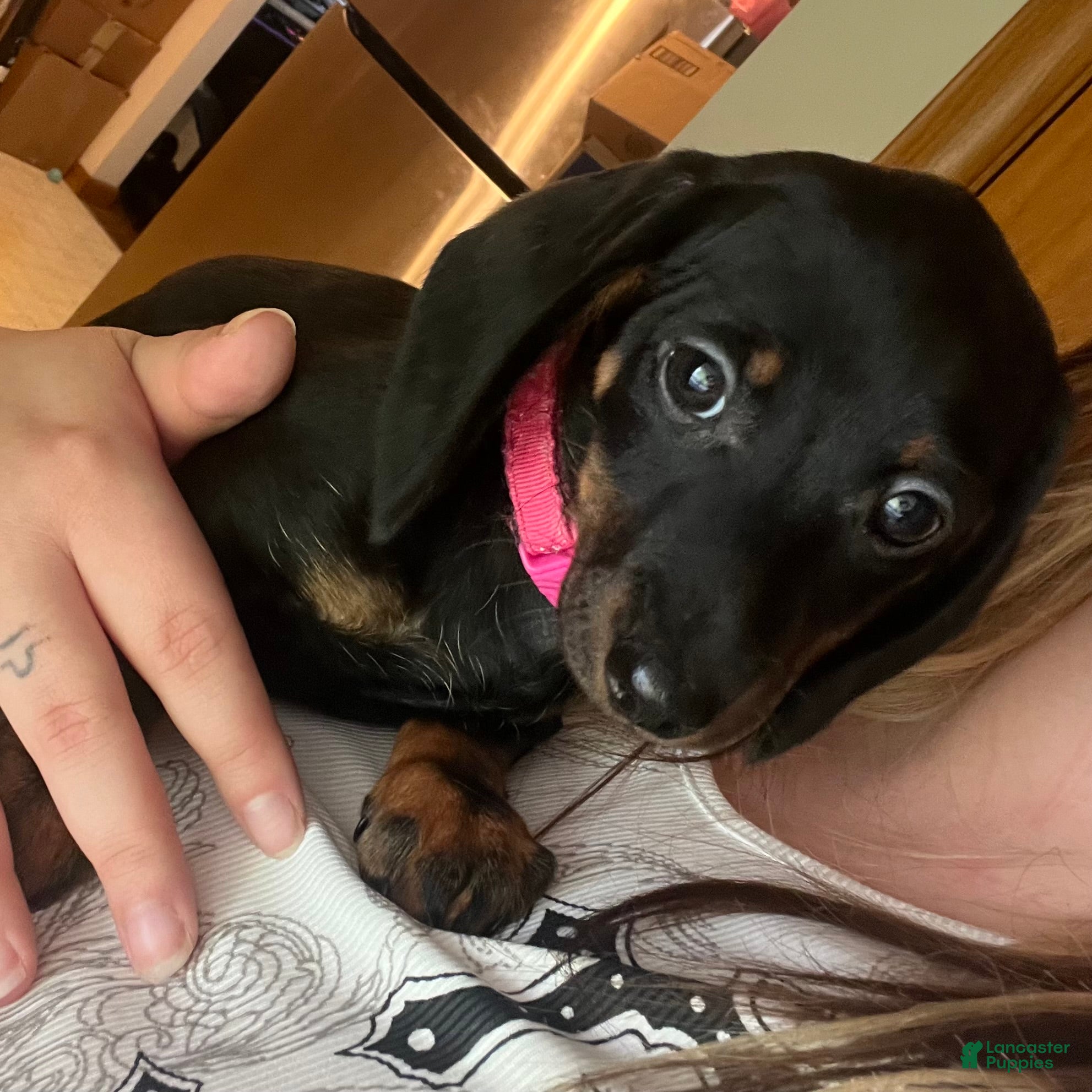 Miniature Dachshund dogs Gypsy - Ad 1