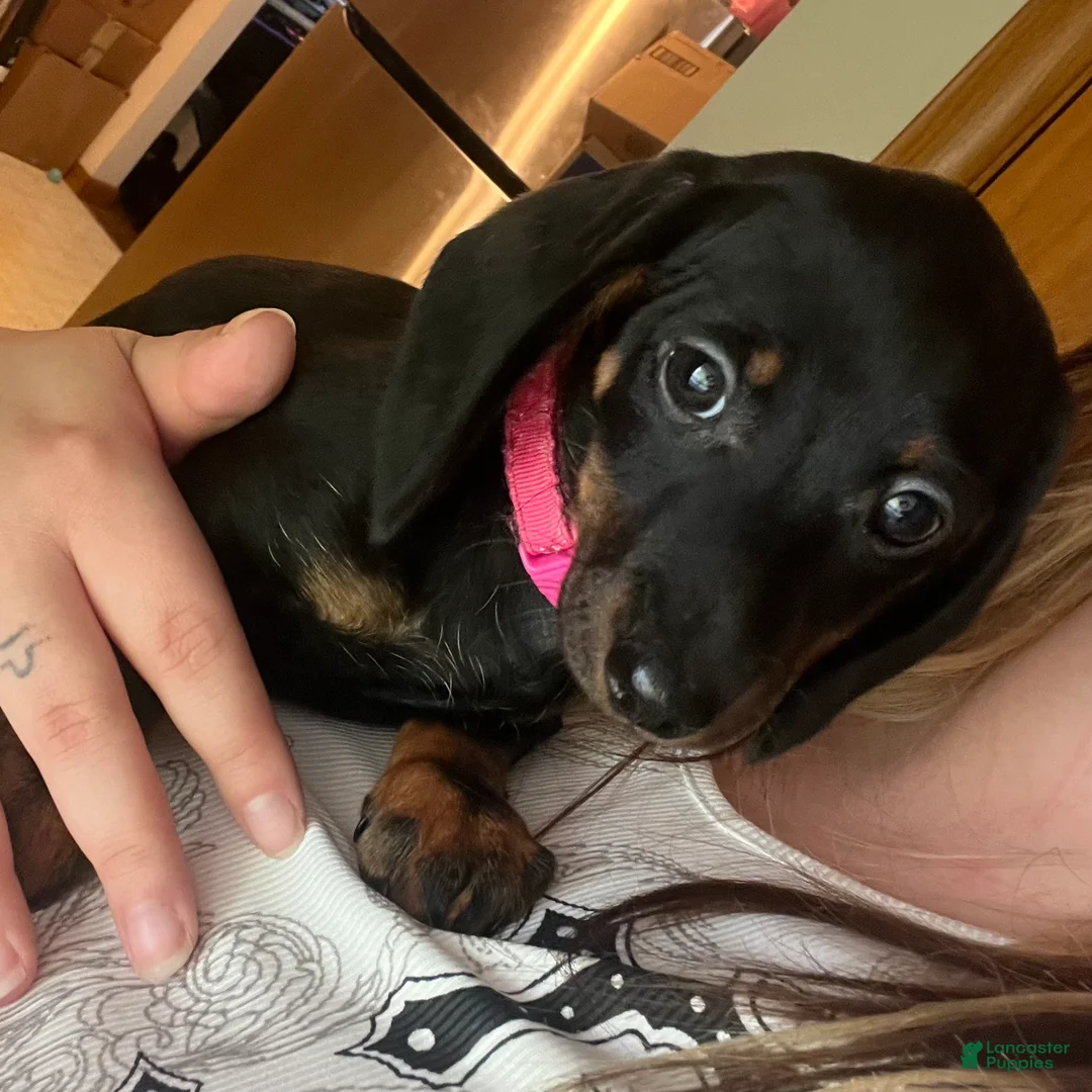 Miniature Dachshund dogs for sale: Gypsy - Ad 1