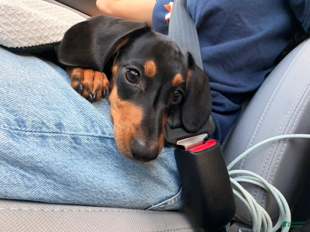 Miniature Dachshund dogs for sale: Franky  - Ad 2