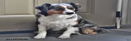 Australian Shepherd dogs for sale: Tim - Ad 6