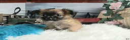 Chihuahua dogs for sale: Micro teacup long hair chihuahua.  Hand Delivery  - Ad 6