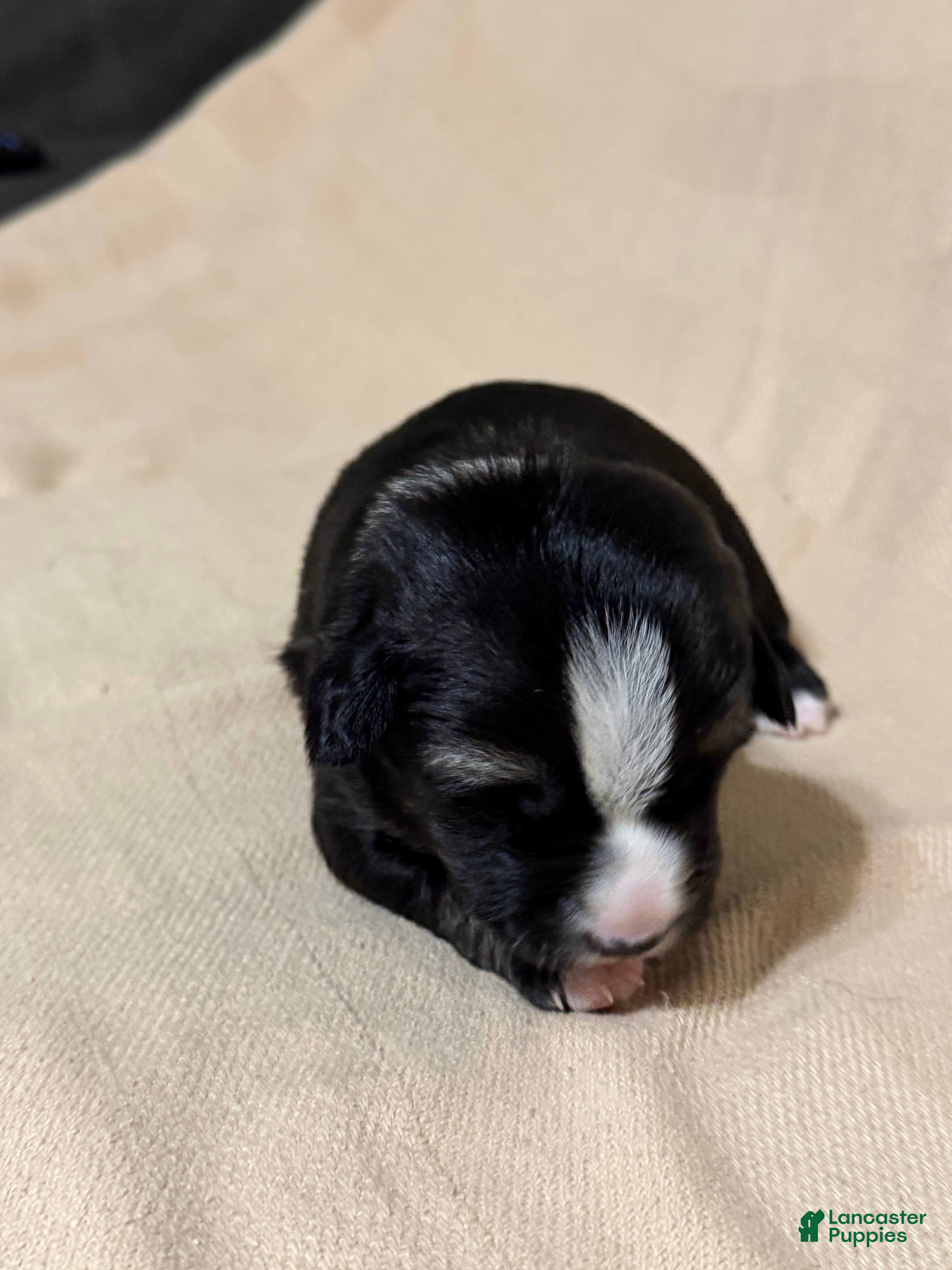 Mixed Breed dogs Benny  - Ad 14
