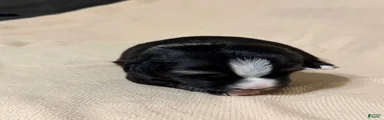 Benny 