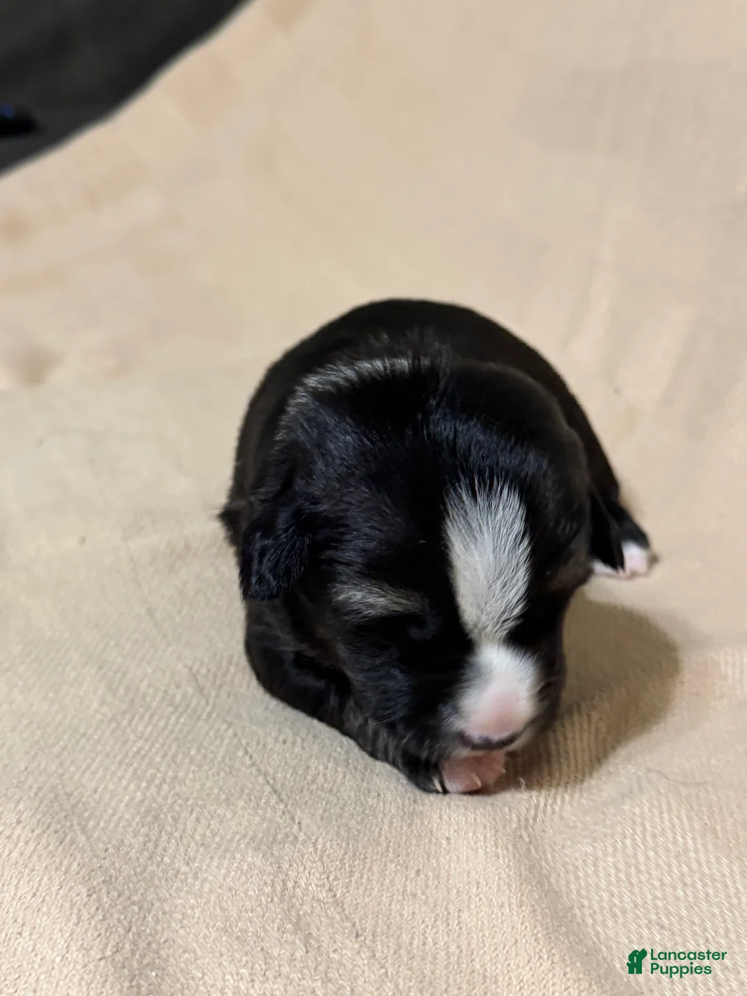 Mixed Breed dogs for sale: Benny  - Ad 1