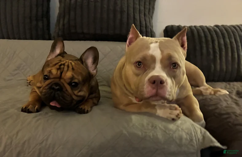 Gallery Image {{count}}