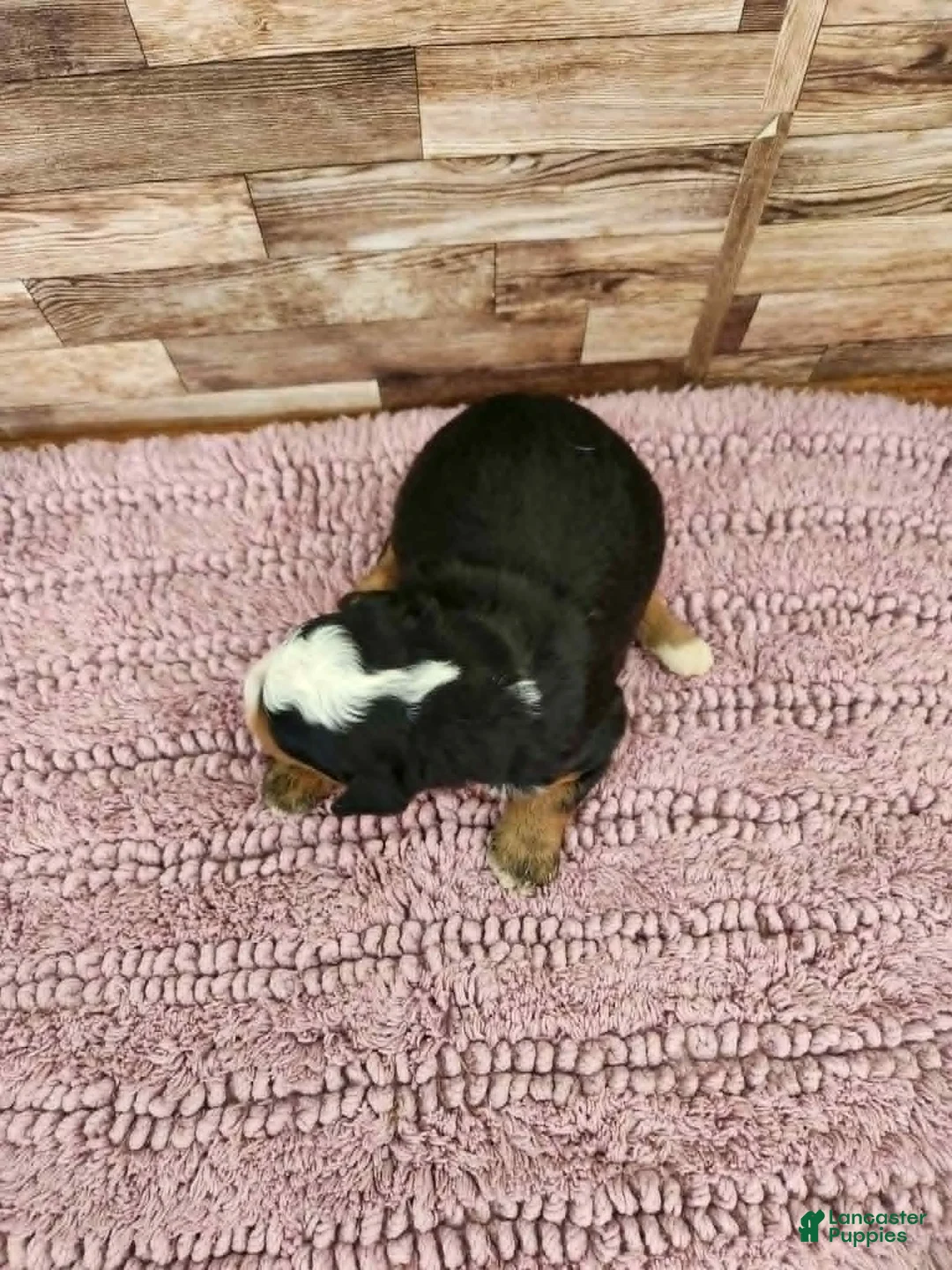 Mini Bernedoodle dogs for sale: #1 Male Mini Bernedoodle - Ad 2