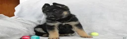 German Shepherd dogs for sale: Cody - Ad 3