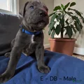 Cane Corso dark Blue