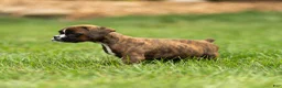 Boxer dogs for sale: Lester Boxer Puppy  - Ad 4