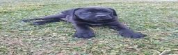 Mixed Breed dogs for sale: Anne - Ad 5