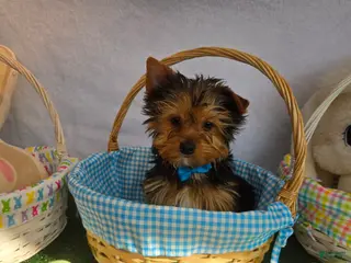 Yorkshire Terrier dogs for sale: Yorkshire Terrier Boy 1 - Ad 2