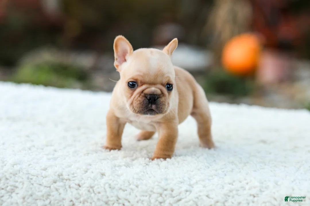 French Bulldog dogs for sale: Jack - Fawn Cream - Ad 1
