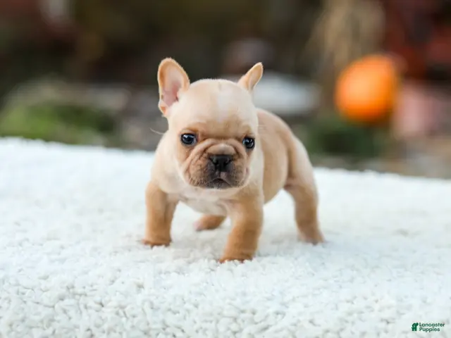 French Bulldog dogs for sale: Jack - Fawn Cream - Ad 1