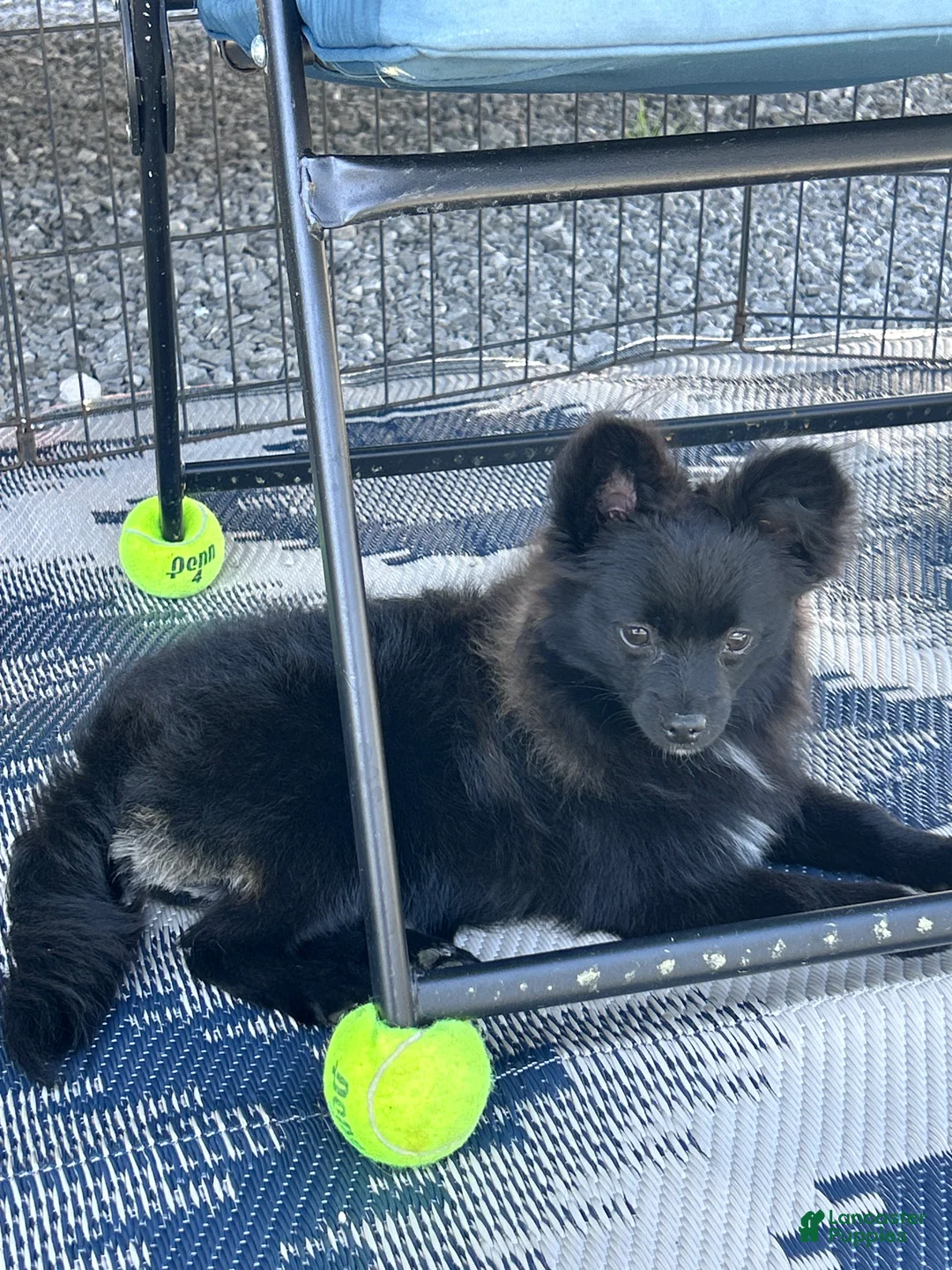 Pomeranian dogs for sale: Pomeranian 5 - Ad 1