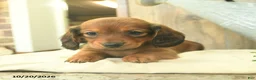 Miniature Dachshund dogs for sale: Dora  - Ad 2