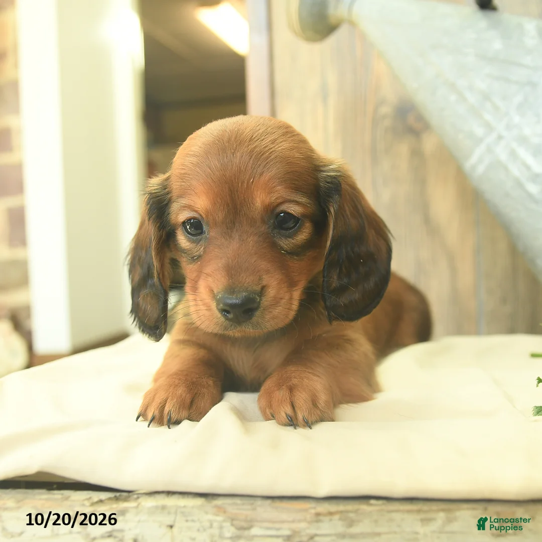 Miniature Dachshund dogs for sale: Dora  - Ad 2