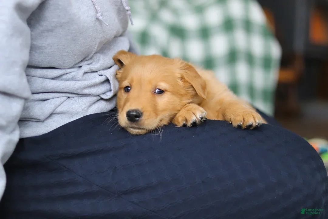 Golden Retriever dogs for sale: Banjo - Ad 2