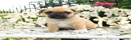 Jug dogs for sale: Dave - Ad 1